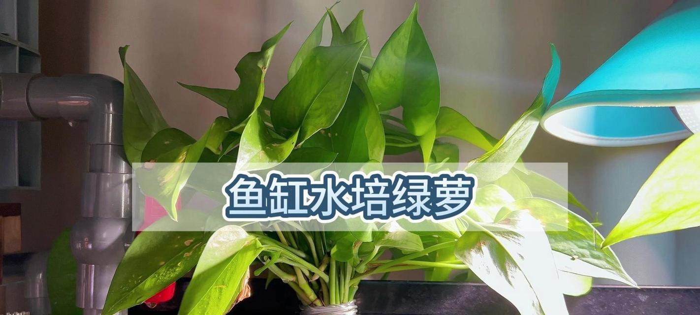 绿萝快速生长秘诀：怎样促进绿萝快速生长？