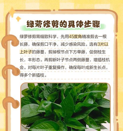 绿萝快速生长秘诀：怎样促进绿萝快速生长？