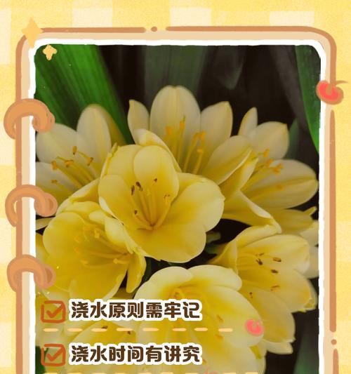 君子兰无根如何水养？水养君子兰的正确方法是什么？