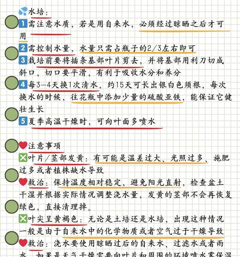 冬天富贵竹的养殖方法是什么？如何保证其正常生长？