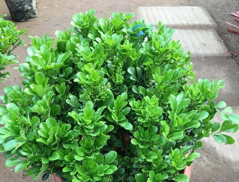 米兰植物开的是什么类型的花？