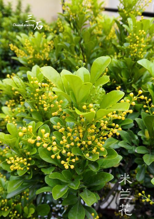 米兰植物开的是什么类型的花？