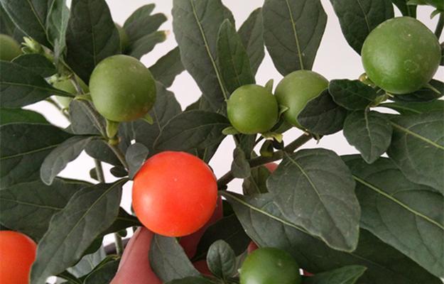 观果盆景有哪些种类？观果盆景的养护和种植技巧是什么？