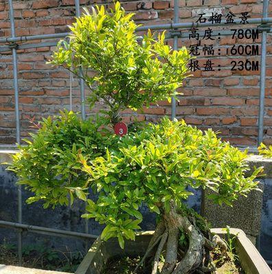 观果盆景有哪些种类？观果盆景的养护和种植技巧是什么？