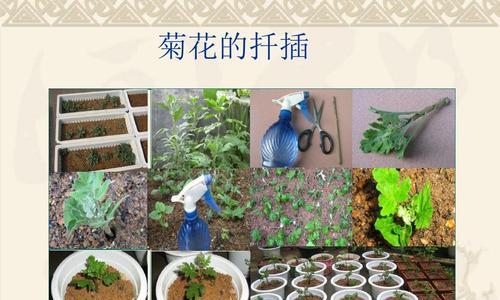 菊花繁殖的多种方式有哪些？