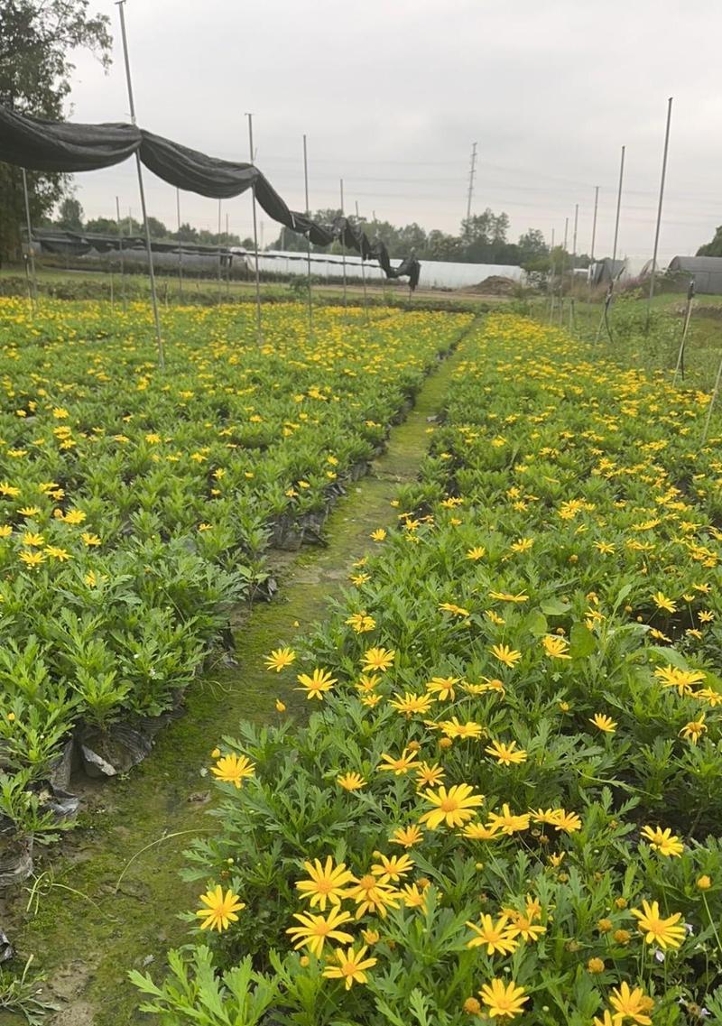 菊花繁殖的多种方式有哪些？