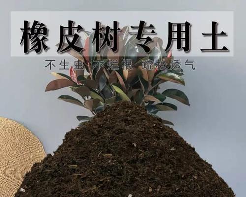 橡皮树适合哪种土壤？如何为橡皮树选择最佳土壤？