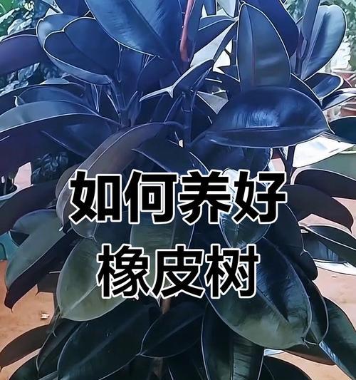 橡皮树适合哪种土壤？如何为橡皮树选择最佳土壤？