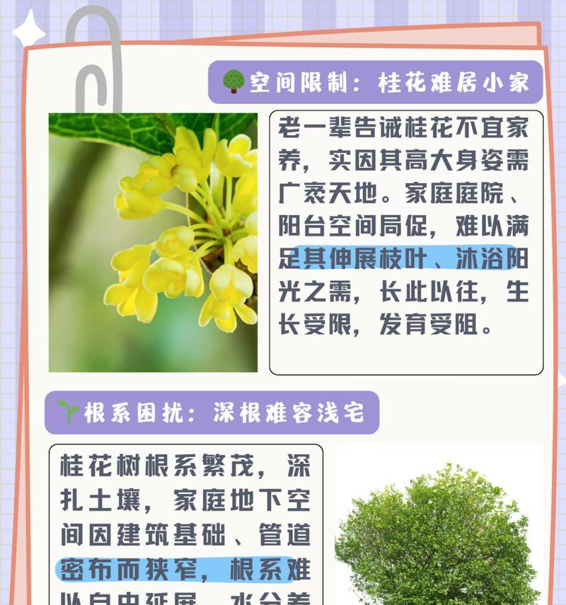 桂花树快速生长的秘诀是什么？