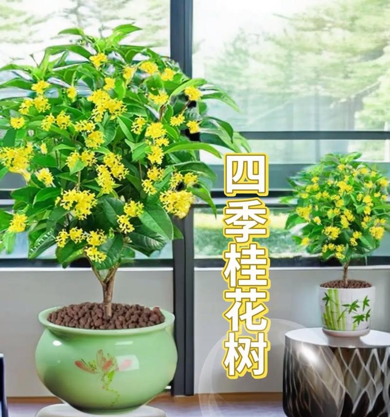桂花树快速生长的秘诀是什么？