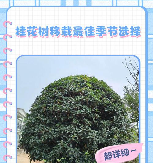 桂花树快速生长的秘诀是什么？
