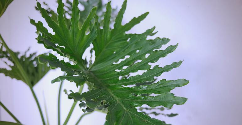 春羽的养护方法是什么？怎样使其生长得更加茂盛？
