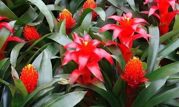 凤梨花浇水频率和量如何掌握？