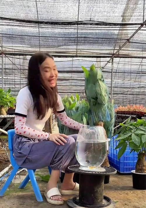 无土发财树的养殖方法和常见问题解答？