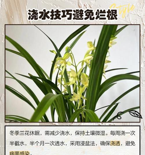 冬天给兰花浇水的正确方法是什么？多久浇一次合适？