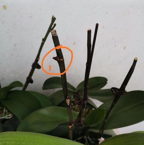 如何繁殖蝴蝶兰？蝴蝶兰的繁殖技巧有哪些？