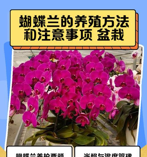 如何繁殖蝴蝶兰？蝴蝶兰的繁殖技巧有哪些？