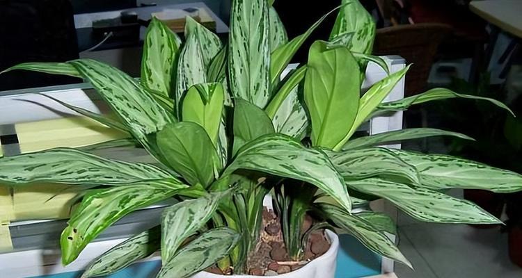 哪些植物能有效吸收甲醛？室内净化空气的最佳选择是什么？