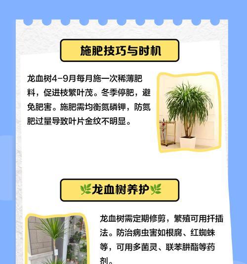 龙血树移植的最佳时机是什么时候？如何操作？