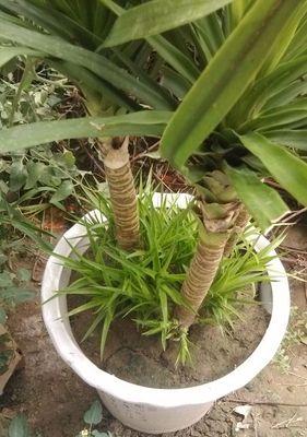龙血树移植的最佳时机是什么时候？如何操作？