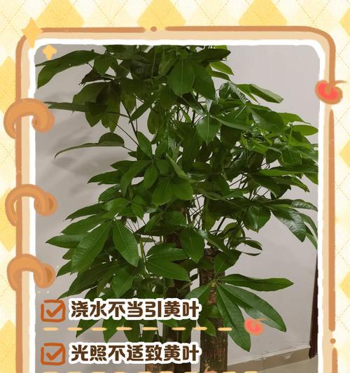 发财树叶子发黄是什么问题？如何处理？