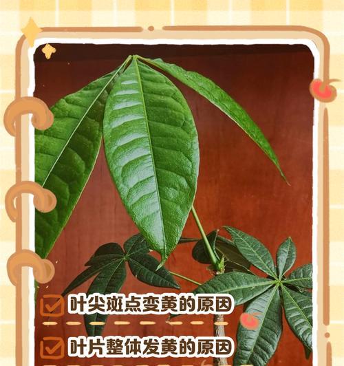 发财树叶子发黄是什么问题？如何处理？