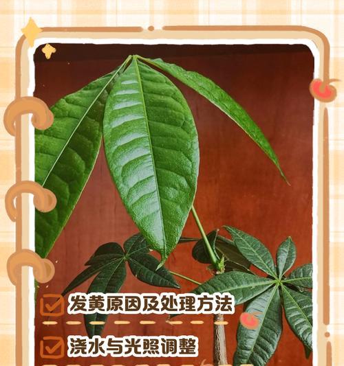 发财树叶子发黄是什么问题？如何处理？