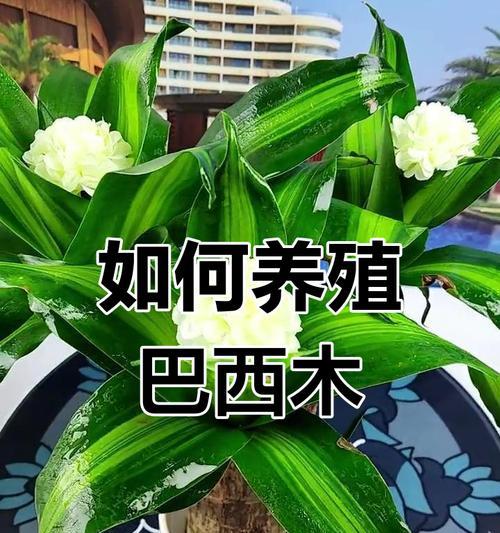 巴西木怎么养？巴西木的养殖技巧和注意事项是什么？