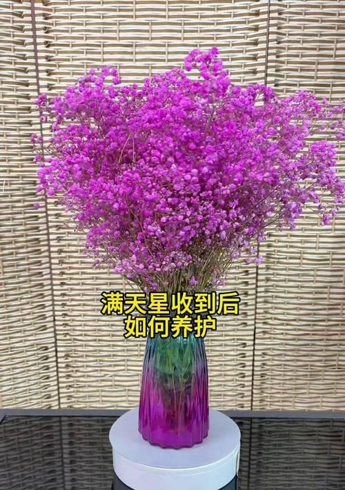满天星风干的正确步骤是什么？