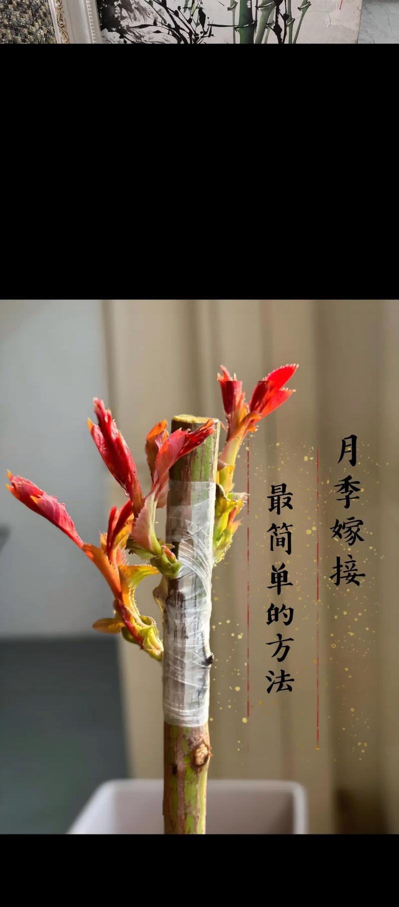 哪些植物适合进行嫁接？嫁接植物有哪些？