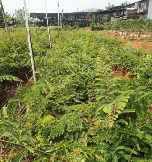 哪些植物适合进行嫁接？嫁接植物有哪些？