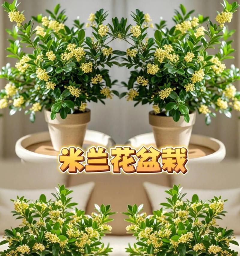 米兰花的花是什么样子？米兰花的花朵形态有何特别？