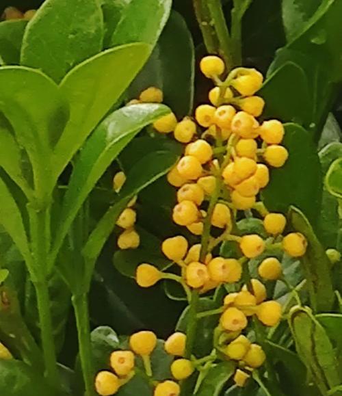 米兰花的花是什么样子？米兰花的花朵形态有何特别？