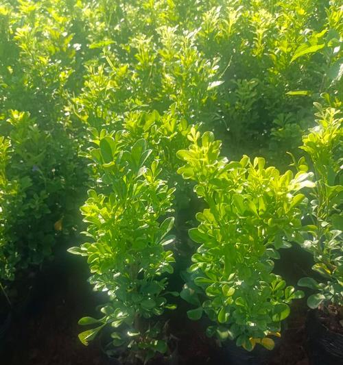 米兰花的花是什么样子？米兰花的花朵形态有何特别？