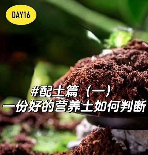 盆栽植物应该使用什么土壤？选择盆栽土的技巧和注意事项是什么？