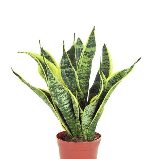 盆栽植物应该使用什么土壤？选择盆栽土的技巧和注意事项是什么？