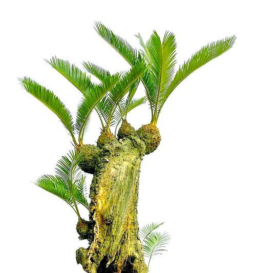 盆栽植物应该使用什么土壤？选择盆栽土的技巧和注意事项是什么？