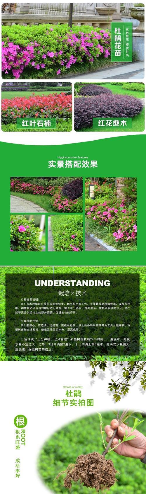 野生杜鹃花移栽方法是什么？
