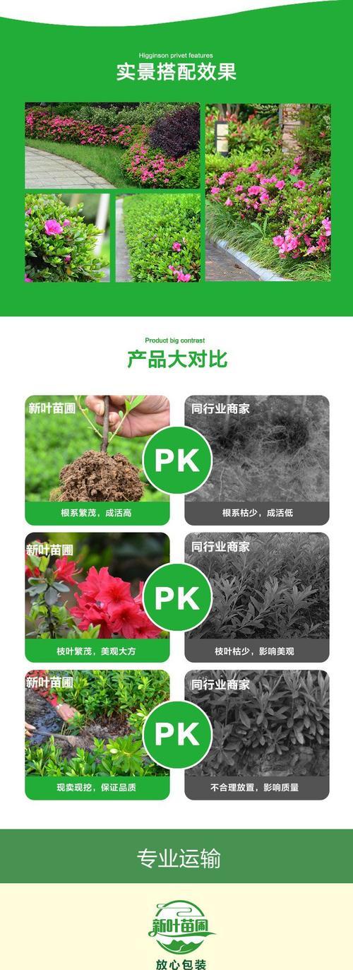 野生杜鹃花移栽方法是什么？