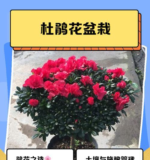 野生杜鹃花移栽方法是什么？