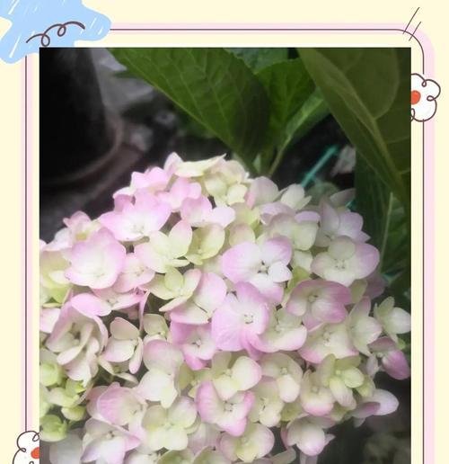 绣球花移植需要注意哪些事项？