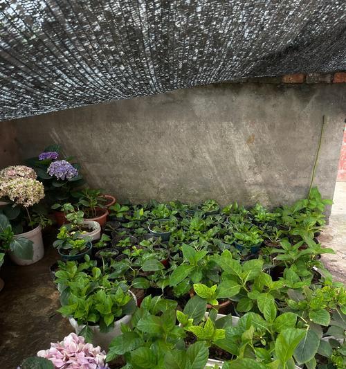 绣球花移植需要注意哪些事项？