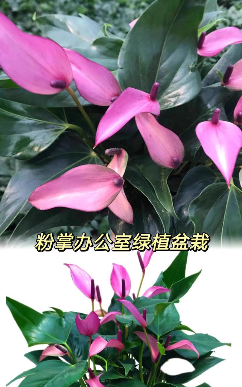 粉掌花枯萎是什么原因？如何进行有效处理？