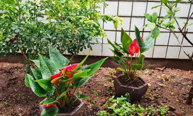 粉掌花枯萎是什么原因？如何进行有效处理？
