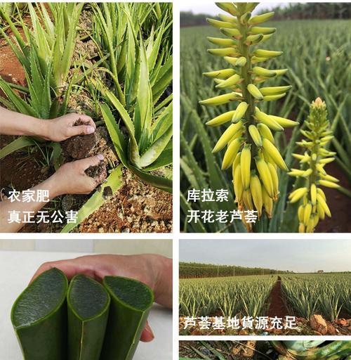 库拉索芦荟苗如何鉴别？鉴别方法有哪些？