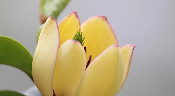 含笑花的特点是什么？含笑花的寓意有哪些？