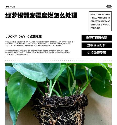 绿箩叶子腐烂的原因及防治措施是什么？