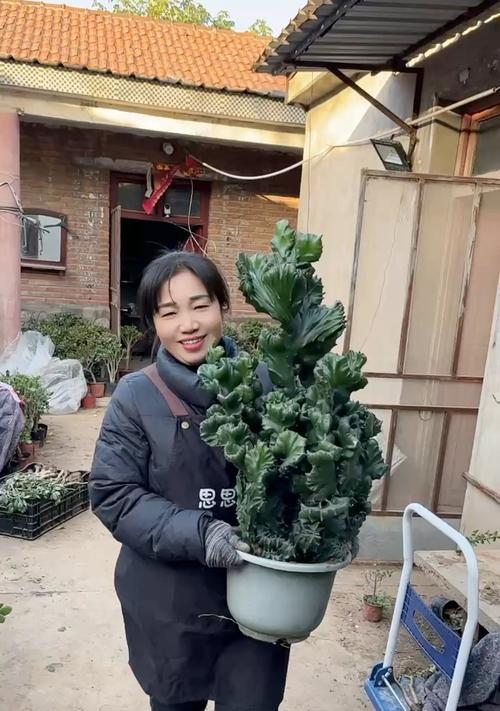 玉麒麟盆栽技巧有哪些？如何确保其茁壮成长？