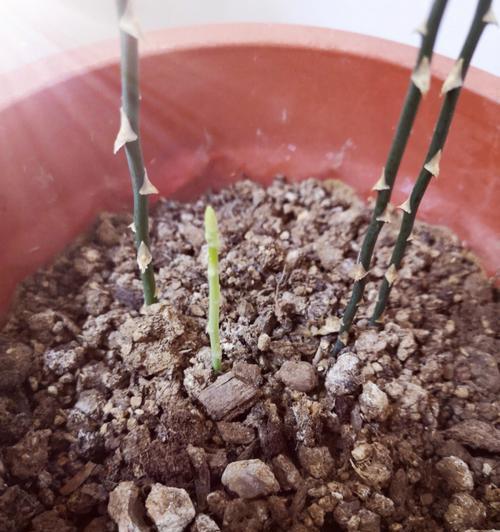 玉麒麟盆栽技巧有哪些？如何确保其茁壮成长？