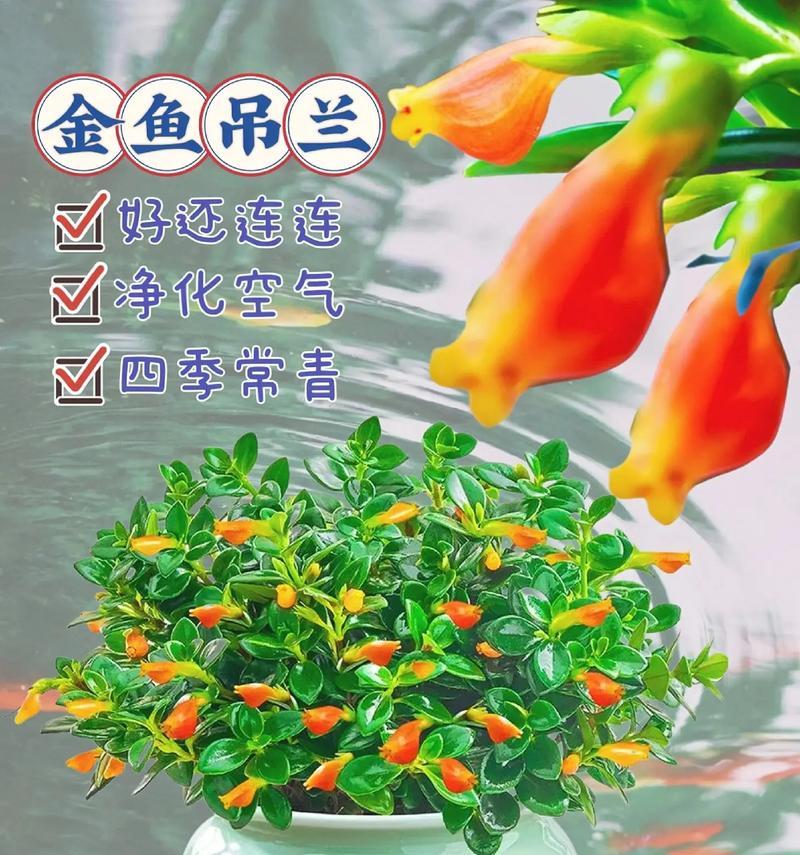 吊兰花代表了什么意思？